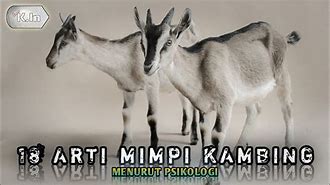 Mimpi Kambing Beranak 5 Togel